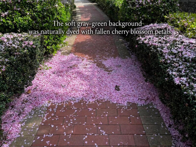 May include: A brick pathway covered in fallen pink cherry blossom petals, flanked by green hedges. The text overlay reads: The soft gray-green background was naturally dyed with fallen cherry blossom petals.