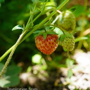 May include: A strawberry plant with one ripe red strawberry and two unripe green strawberries hanging from a green stem. The text "Inspiration from My Garden" is printed in white at the bottom left corner of the image, accompanied by a small decorative line.