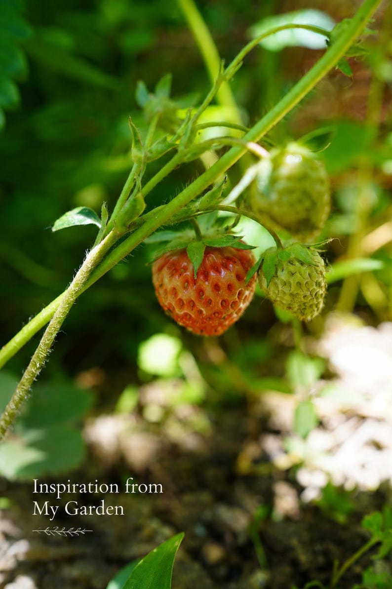 May include: A strawberry plant with one ripe red strawberry and two unripe green strawberries hanging from a green stem. The text "Inspiration from My Garden" is printed in white at the bottom left corner of the image, accompanied by a small decorative line.