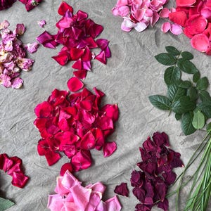 May include: A collection of scattered rose petals in shades of deep red, magenta, light pink, and yellow, arranged on a textured gray fabric surface. The display includes clusters of loose petals, several green rose leaves, and long thin grass blades.