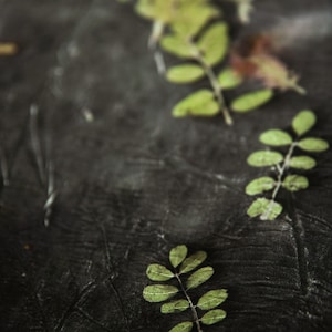 May include: Three small, green, pinnate leaves with multiple leaflets are arranged diagonally across a dark, textured, charcoal-colored surface. The leaves exhibit a natural, organic structure with visible veins and varying shades of green.