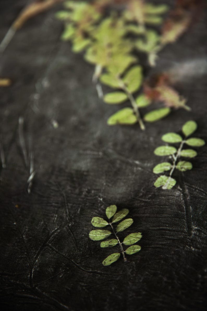 May include: Three small, green, pinnate leaves with multiple leaflets are arranged diagonally across a dark, textured, charcoal-colored surface. The leaves exhibit a natural, organic structure with visible veins and varying shades of green.
