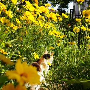 May include: A calico cat with white, orange, and black fur stands amidst a dense patch of vibrant yellow flowers. The cat is positioned in profile, facing toward the right, surrounded by tall green stems and numerous bright yellow blossoms.