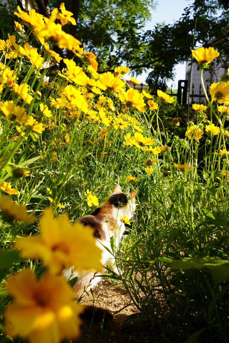 May include: A calico cat with white, orange, and black fur stands amidst a dense patch of vibrant yellow flowers. The cat is positioned in profile, facing toward the right, surrounded by tall green stems and numerous bright yellow blossoms.