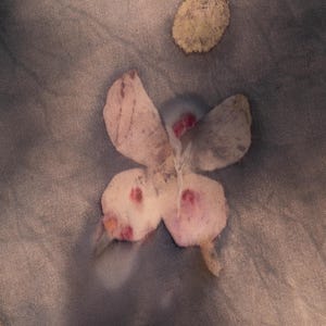 May include: A close-up of a butterfly-shaped object with pink and red accents. The butterfly is set against a muted gray background, with a few small, round, yellow-beige shapes scattered around it. The butterfly's wings have a delicate, textured appearance.