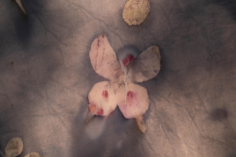 May include: A close-up of a butterfly-shaped object with pink and red accents. The butterfly is set against a muted gray background, with a few small, round, yellow-beige shapes scattered around it. The butterfly's wings have a delicate, textured appearance.