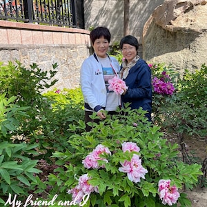 May include: Two individuals stand in a garden with a large bush of pink peony flowers. One person wears a white zip-up jacket with a graphic print, and the other wears a dark blue jacket with a scarf. Text reads: My friend and I In her peony garden.