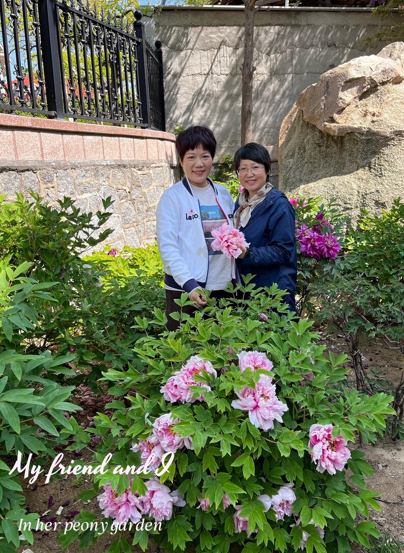 May include: Two individuals stand in a garden with a large bush of pink peony flowers. One person wears a white zip-up jacket with a graphic print, and the other wears a dark blue jacket with a scarf. Text reads: My friend and I In her peony garden.
