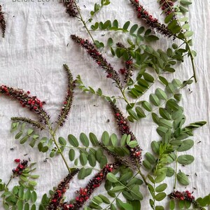 May include: A botanical arrangement before eco printing featuring several sprigs of green pinnate leaves and long, slender, dark purple flower spikes with small red buds. The text Botanical Arrangement Before Eco Printing is visible.