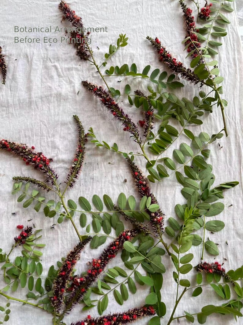 May include: A botanical arrangement before eco printing featuring several sprigs of green pinnate leaves and long, slender, dark purple flower spikes with small red buds. The text Botanical Arrangement Before Eco Printing is visible.