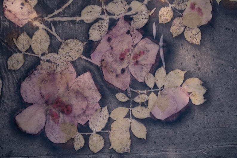 May include: A botanical print featuring pink rose blossoms and pale yellow leaves on a dark gray background. The floral arrangement has a vintage, artistic aesthetic, with visible textures and details.