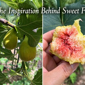 Pu&ograve; includere: Un'immagine divisa che mostra due fichi verdi appesi a un ramo con grandi foglie lobate a sinistra e un fico tagliato a met&agrave; con un interno rosa vibrante a destra. Il testo "The Inspiration Behind Sweet Fig" &egrave; scritto nella parte superiore.