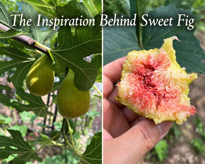 Pu&ograve; includere: Un'immagine divisa che mostra due fichi verdi appesi a un ramo con grandi foglie lobate a sinistra e un fico tagliato a met&agrave; con un interno rosa vibrante a destra. Il testo "The Inspiration Behind Sweet Fig" &egrave; scritto nella parte superiore.