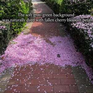 May include: A brick pathway covered in fallen pink cherry blossom petals, flanked by green hedges. The text overlay reads: The soft gray-green background was naturally dyed with fallen cherry blossom petals.