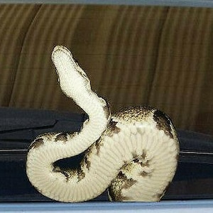 Peeping-Python-snake-sticker-decal-window vehicle decal