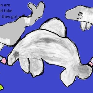 Nous avions l'habitude de nager avec les dauphins maintenant ils nous suivent partout !