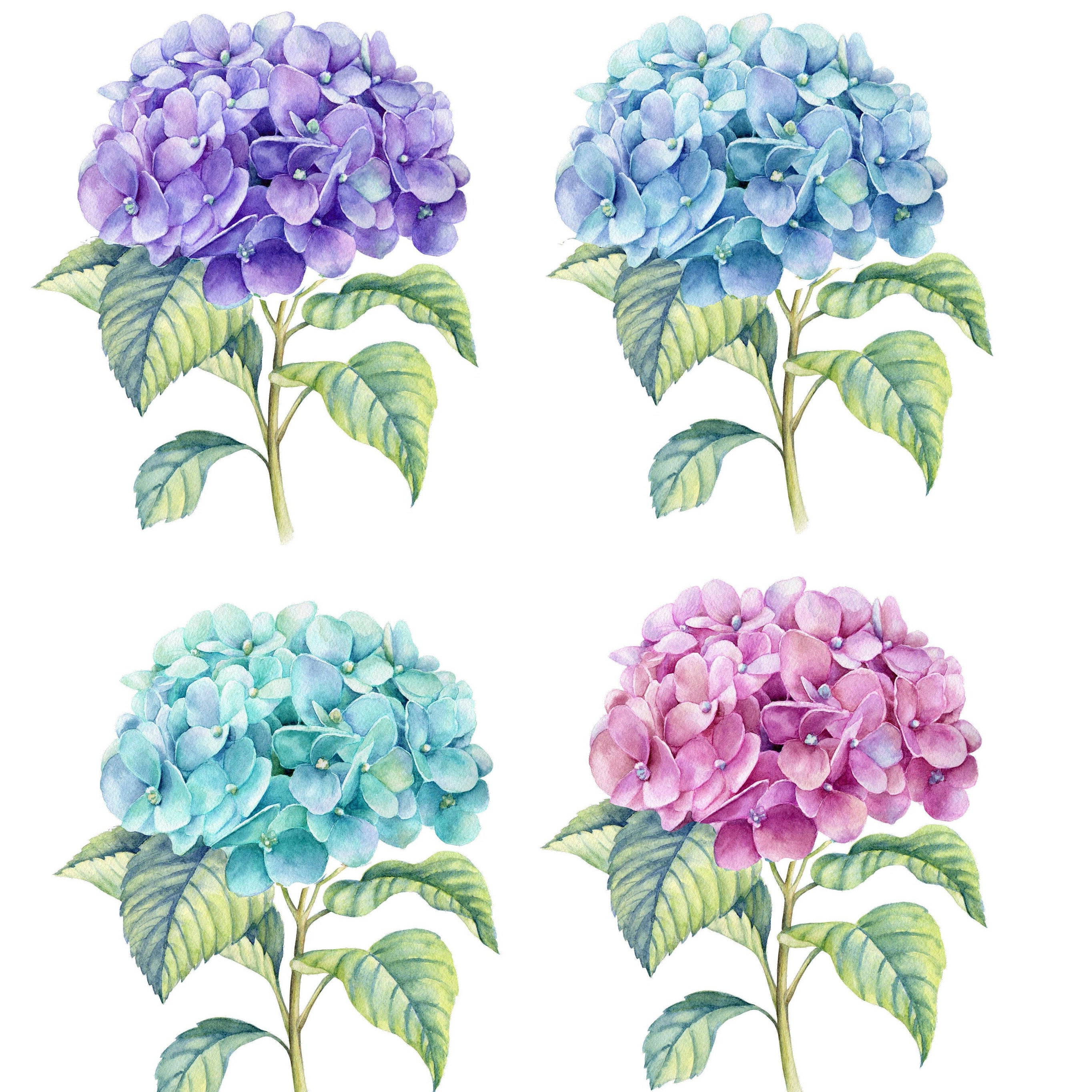 Cucina floreale con ortensie, strofinaccio con ortensie blu e viola, asciugamano da bagno, regalo di inaugurazione della casa, decorazioni floreali per la casa, cucina primaverile - Italia