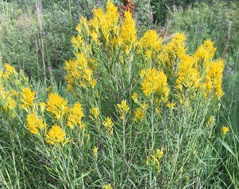 Damiana Flower Essence Nature S Remedies Etsy