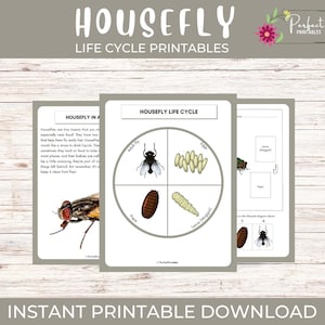 Werkblad Levenscyclus van een huisvlieg - Unitstudy insectenwetenschappen met leuke weetjes! Levenscyclus van een vlieg