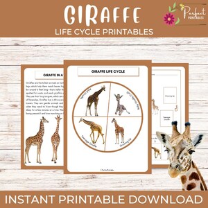 Werkblad Levenscyclus van een giraf: eenheidsstudie Dierwetenschappen met leuke weetjes! Groeistadia giraffen, leren in het wild