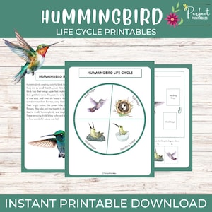 Hoja de trabajo sobre el ciclo de vida del colibrí: ¡Unidad de estudio de ciencia de aves con datos divertidos!