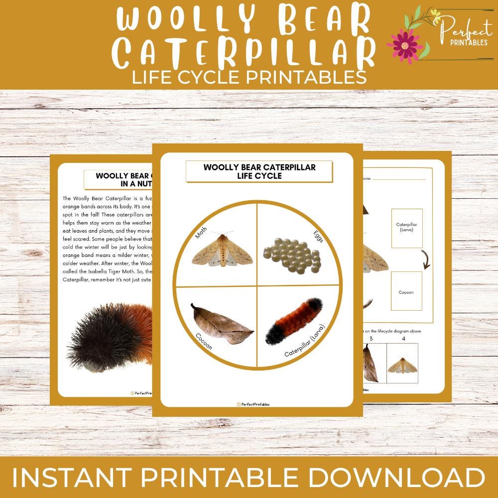 Life Cycle of a Woolly Bear Caterpillar Worksheet - Bugs and Insect Science Unit Study With Fun Facts!