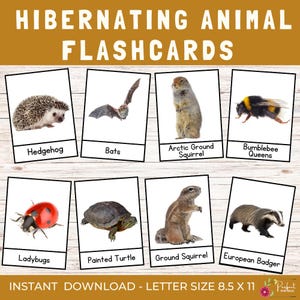 Cartes éclair sur les animaux en hibernation | Unité d'étude sur le sommeil hivernal Hibernation, Étude de la nature, Science