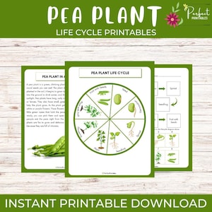 Feuille de travail sur le cycle de vie d'une plante de pois - Étude de l'unité de science végétale avec faits amusants ! Étude d'unité de production de PEA