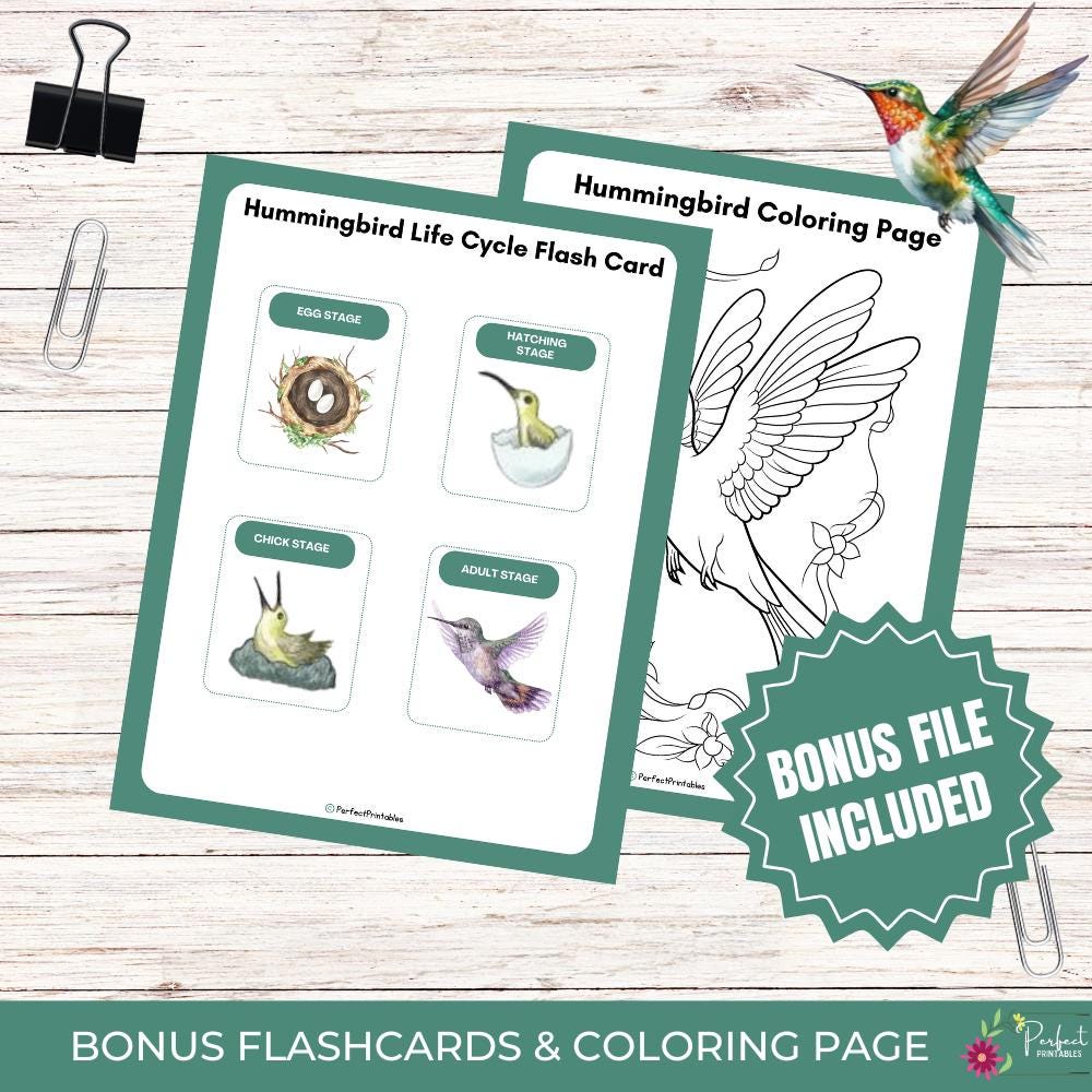 Hummingbird Fable Hummingbird Life Cycle For Kids