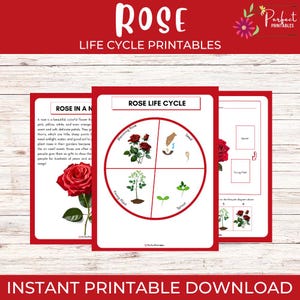 Werkblad Levenscyclus van een roos: unit Flower Science met leuke weetjes!