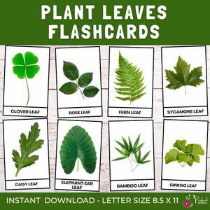 60 Flashcards de folhas de plantas | Cartões de identificação de plantas de botânica para crianças, cartões de estudo de folhas e aprendizagem da natureza