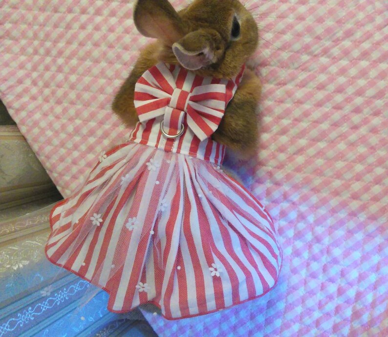 Stripe Dress For Rabbit pet clothes costume Harness Etsy