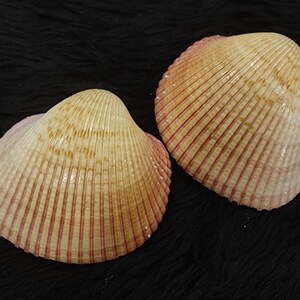 Op de afbeelding: Twee schelpen met een geribbelde textuur en een natuurlijke, crèmekleur met rozerode accenten. De schelpen staan tegen een donkere, getextureerde achtergrond, die hun ingewikkelde details en organische vormen benadrukt.