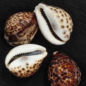 May include: Four seashells with a glossy finish are displayed against a dark background. The shells have a mix of brown and tan spots, with white and cream-colored interiors. The shells are in various positions, showcasing their unique shapes and textures.