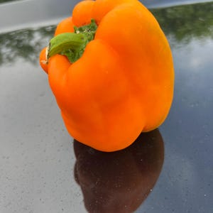 Sweet Orange Bell Pepper