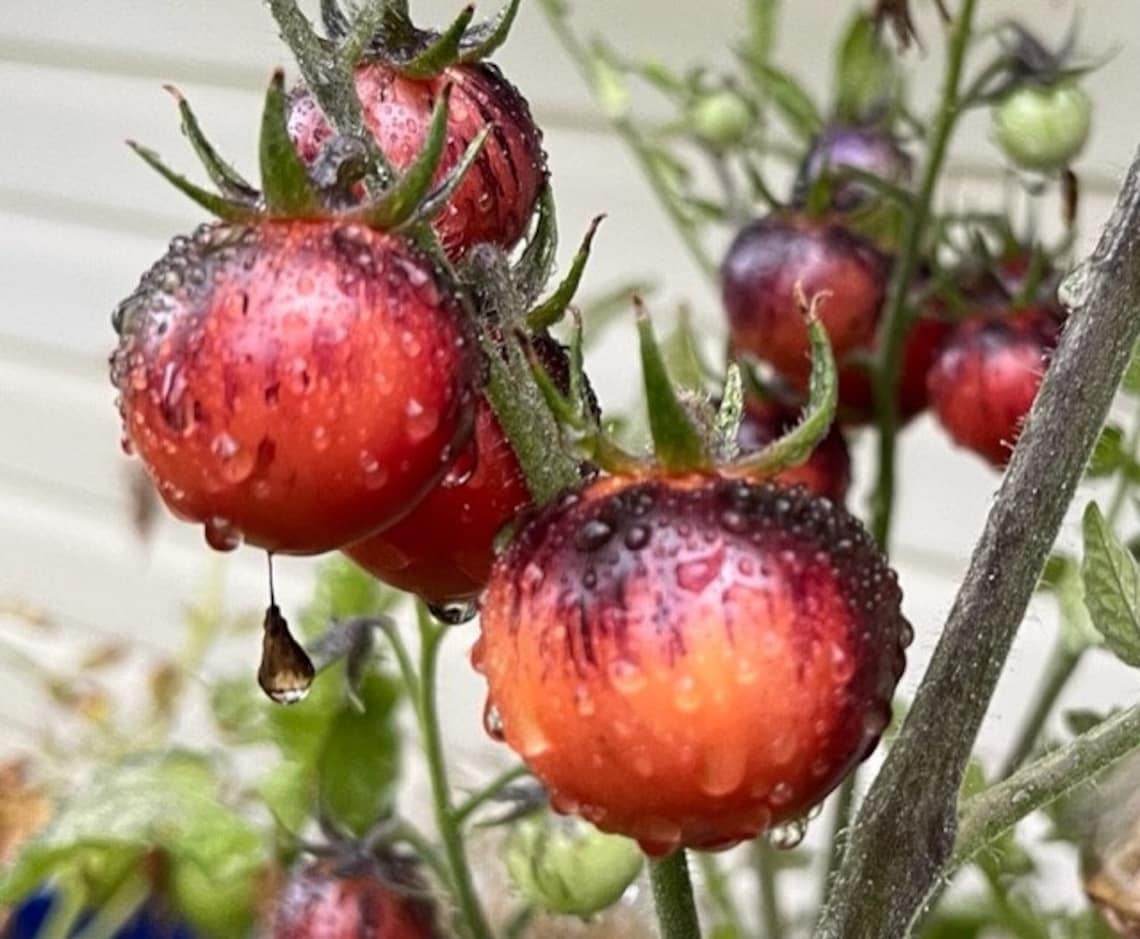 Black Strawberry Tomato Seeds Etsy
