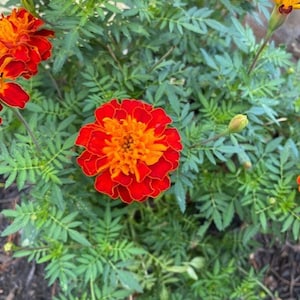 May include: A close-up of a vibrant orange and red marigold flower in full bloom. The flower is surrounded by lush green foliage.