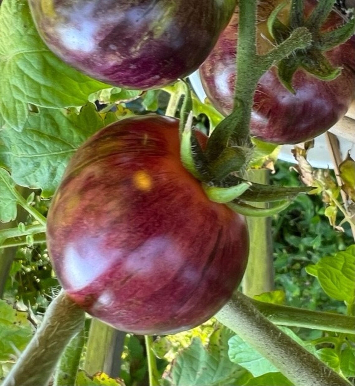 Black Strawberry Tomato Seeds Etsy