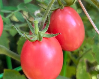 Semillas de tomate tailandés huevo rosa