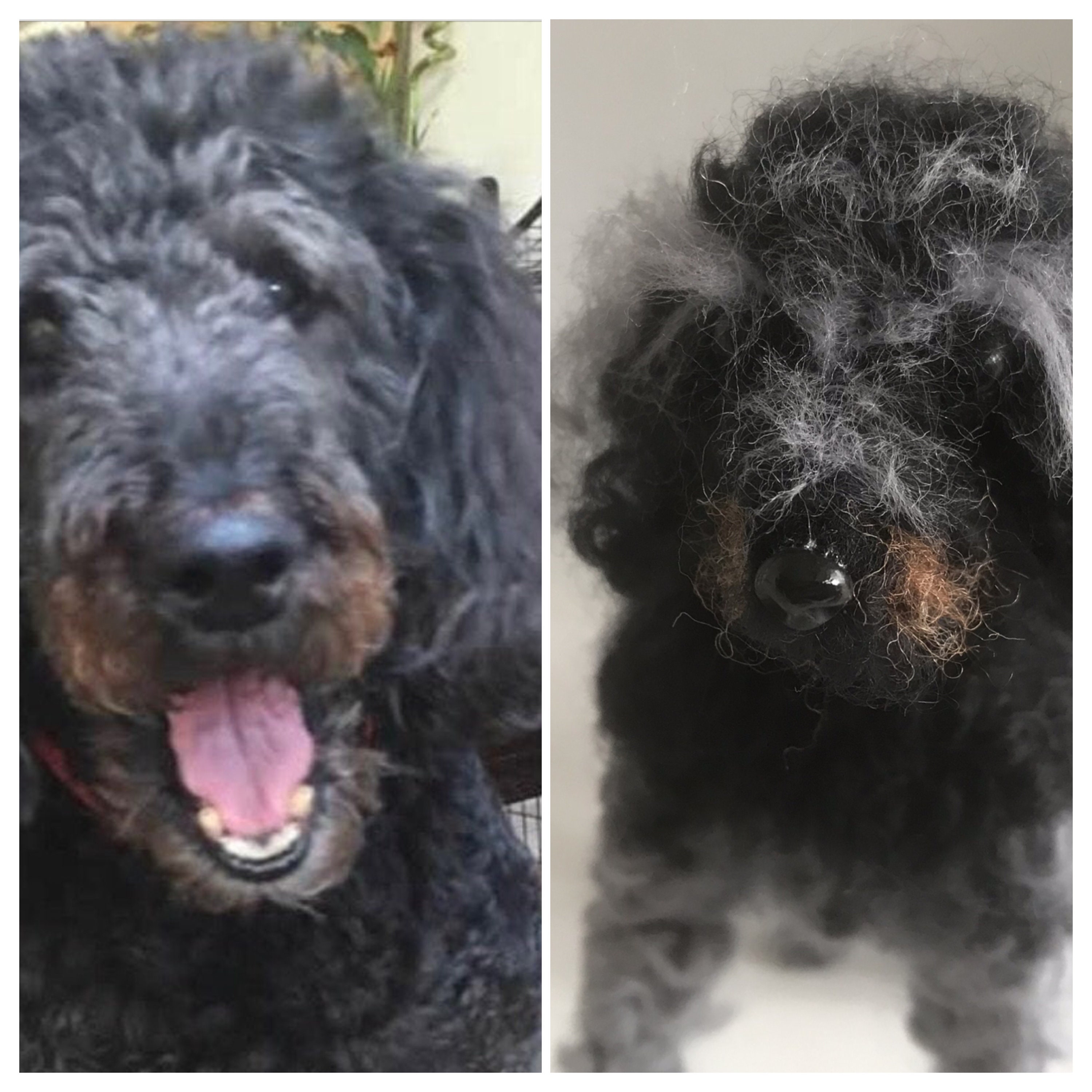 Wool felted Portuguese Water dog 6 can be made to look like your dog
