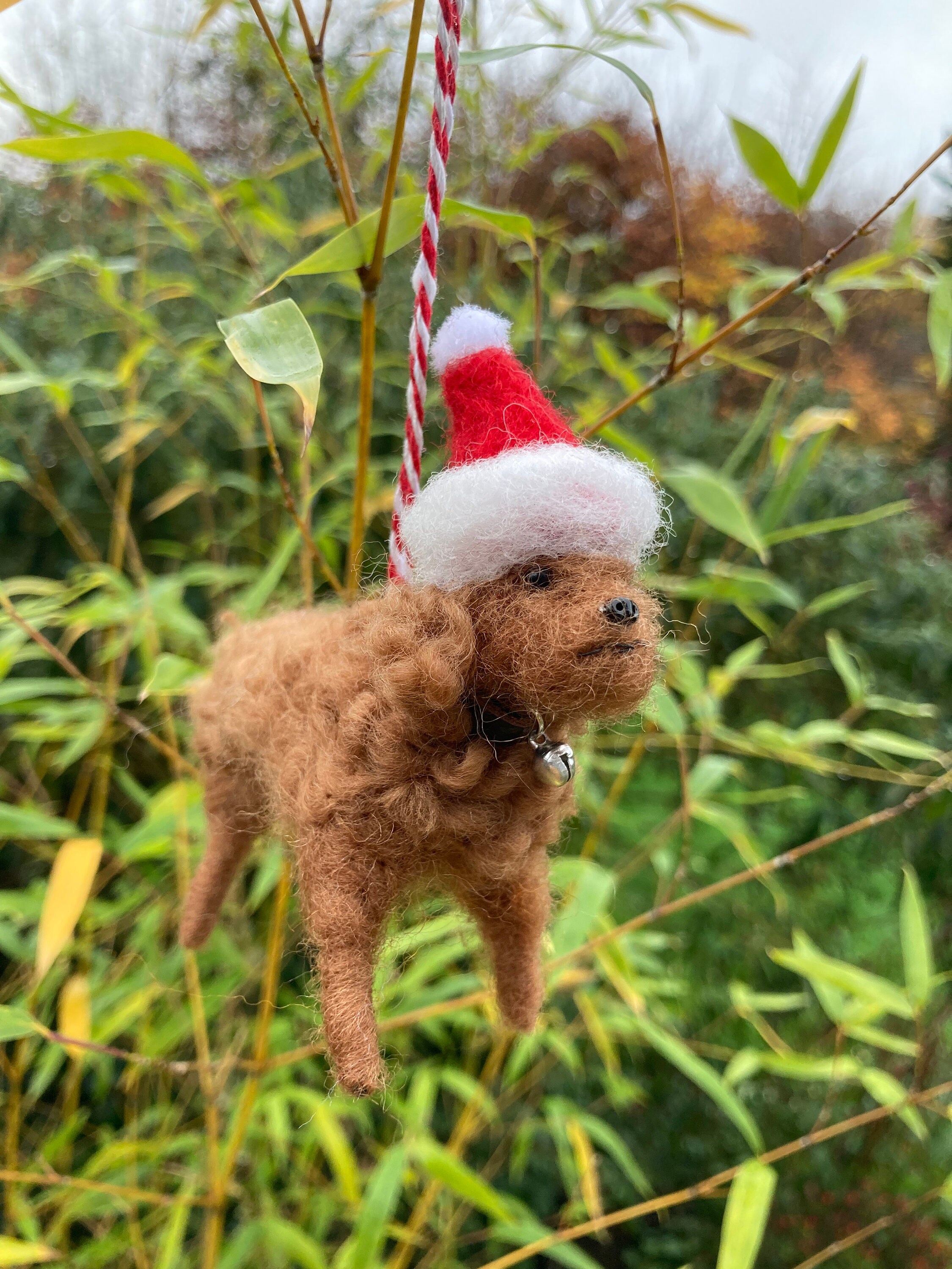 Bones For Toy Poodle