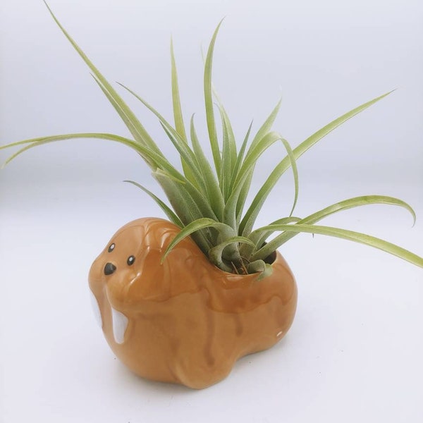 Walrus Planter/Walrus/planter/airplant/plant/cute planter/animal planter/home decor/office decor/dorm decor/holiday/ceramic /gift/beetles