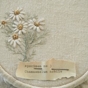May include: Hand-stitched embroidery of chamomile flowers in a wooden hoop. The white flowers with tan centers are detailed with delicate stitching. The text "specimen no 3 Chamaemelum nobile" is on a paper tag.