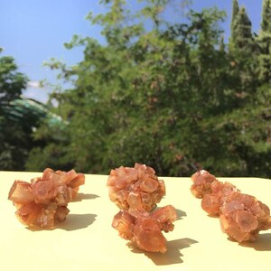 Pu&ograve; includere: Cinque gruppi di cristalli di selenite marroni su una superficie gialla. I cristalli sono traslucidi e hanno una tonalit&agrave; leggermente rossastra.