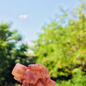 Pu&ograve; includere: Un gruppo di cristalli di selenite rosa, con una texture naturale e ruvida. I cristalli sono disposti in un gruppo, con alcuni dei cristalli che puntano verso l'alto. I cristalli sono posizionati su uno sfondo sfocato di fogliame verde e cielo blu.