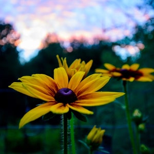 Echibeckia Sunset