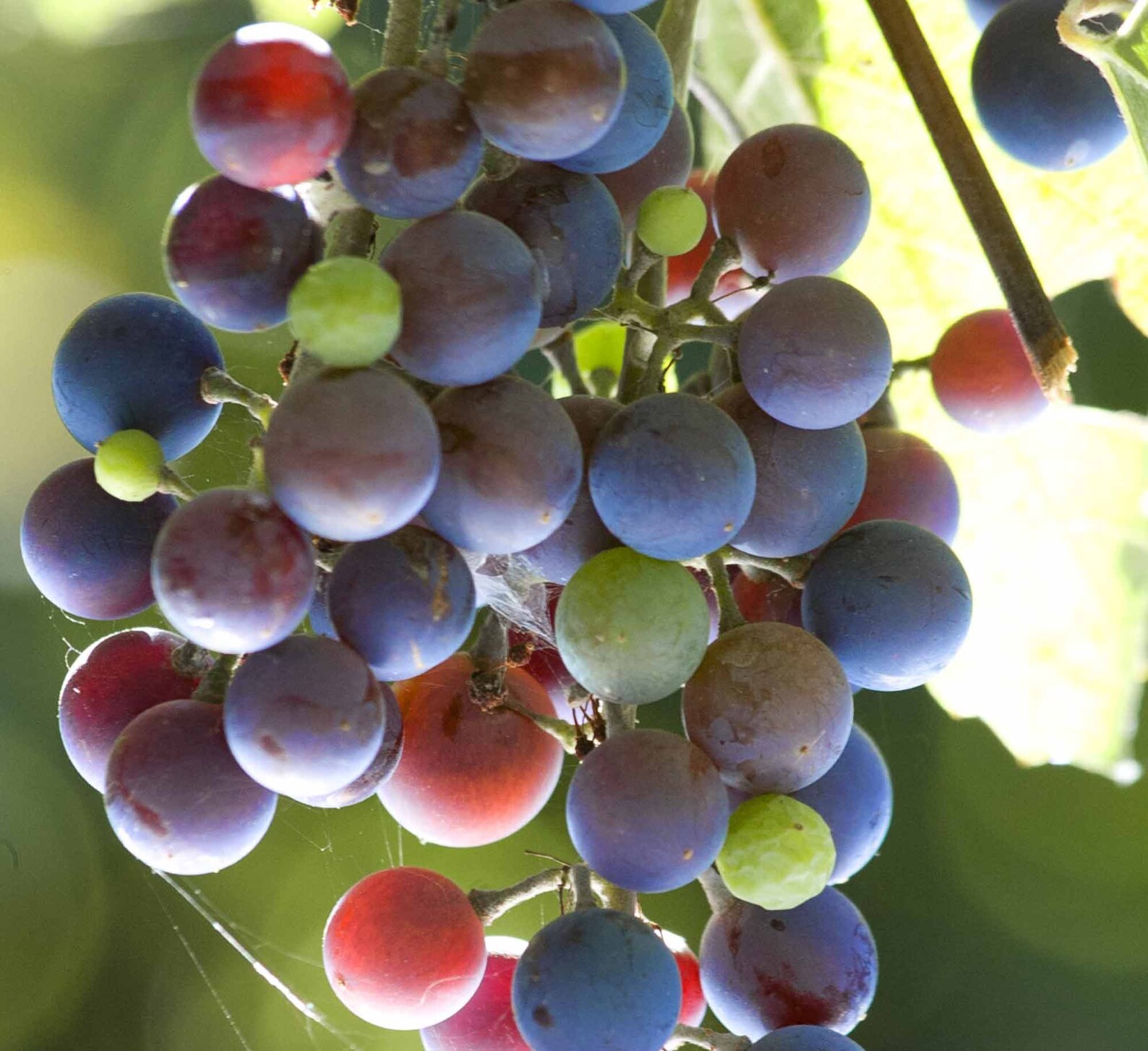 Grapes printable poster. Kitchen photography print. Etsy