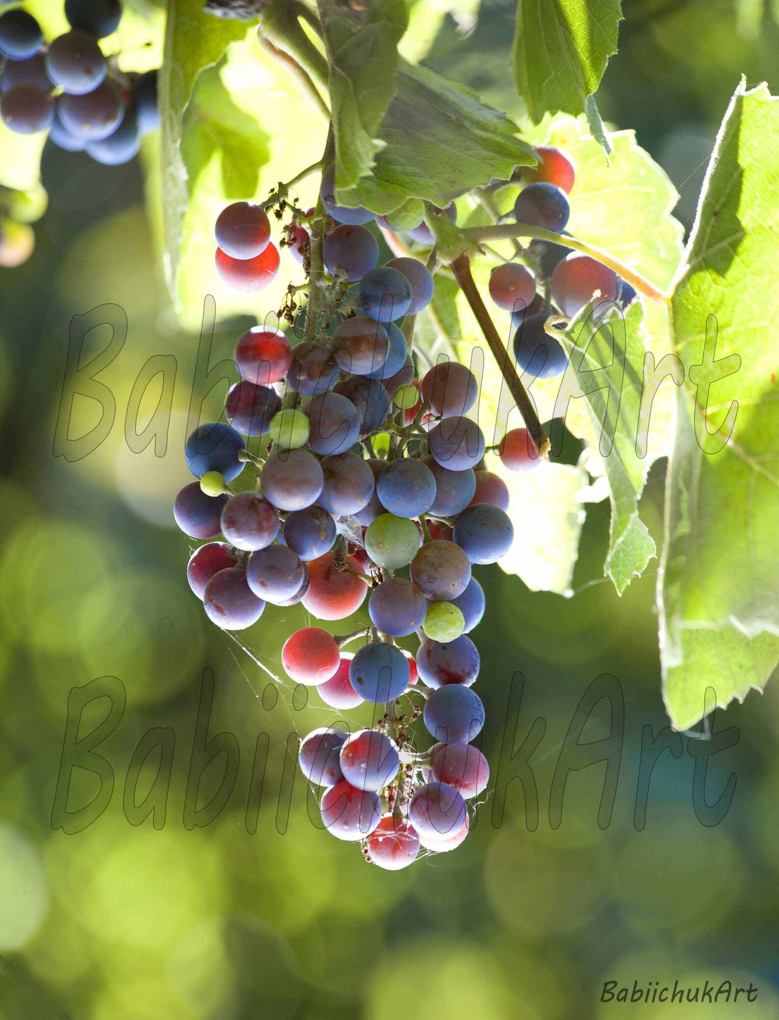 Grapes printable poster. Kitchen photography print. Etsy