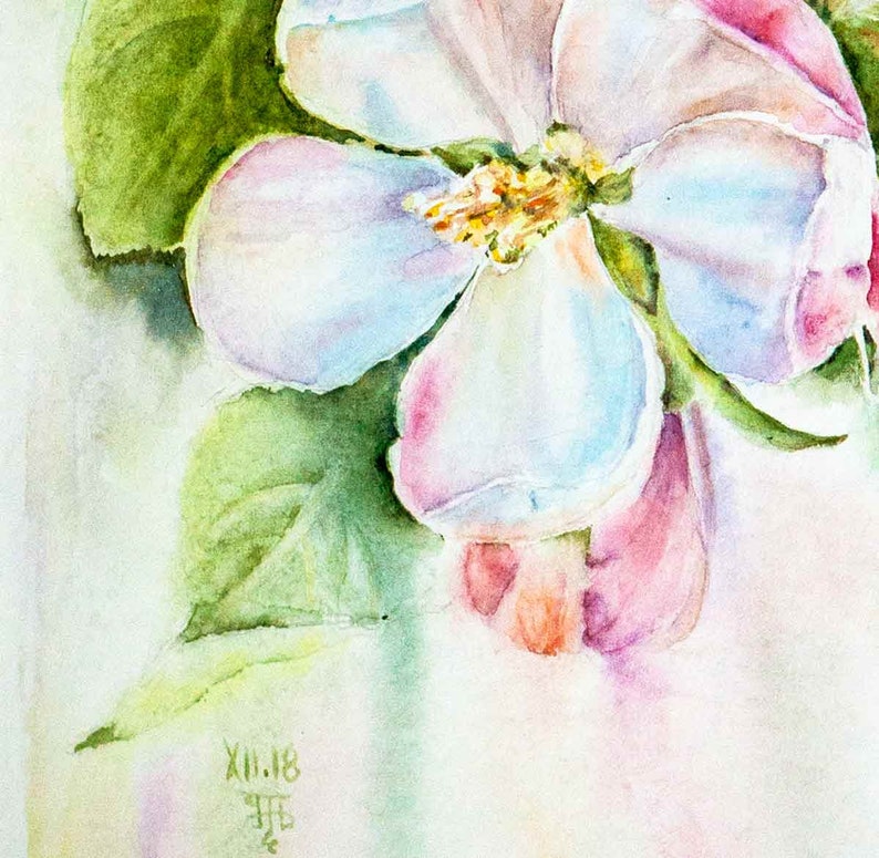 Apple blossom watercolor print. White flowers wall art image 7