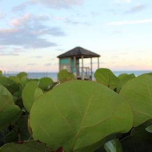Florida Dusk